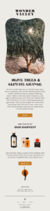 Wonder Valley email campaign 